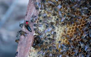 Honig Biodiversität