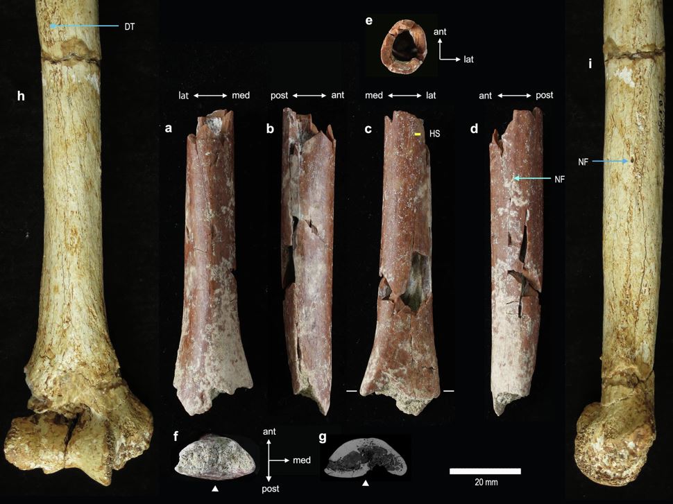 Die gefunden Knochenteile geben den Forschern neue Hinweise über die Größe des Homo floresiensis. 