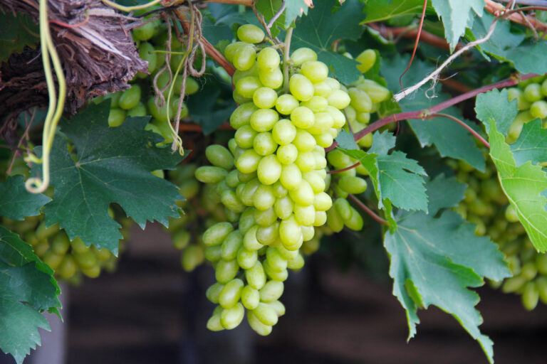vecteezy_green-grapes-on-vine_1230616