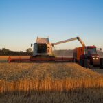 Ein Mähdrescher bei der Weizenernte – Chaosweizen könnte mit seiner genetischen Vielfalt die Landwirtschaft widerstandsfähiger gegen Klimaschocks machen.