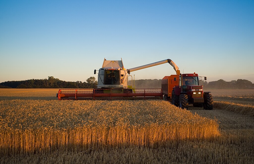 Ein Mähdrescher bei der Weizenernte – Chaosweizen könnte mit seiner genetischen Vielfalt die Landwirtschaft widerstandsfähiger gegen Klimaschocks machen.