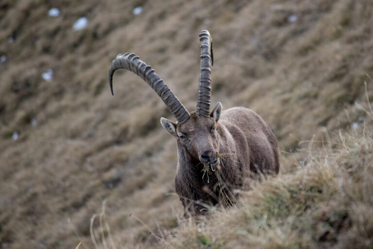 Schweiz Biodiversität