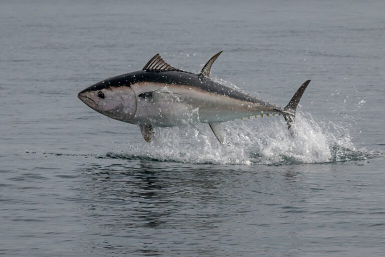 ray-harrington-aK8dFJswcKE-unsplash