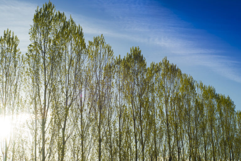 Row of poplars against the light