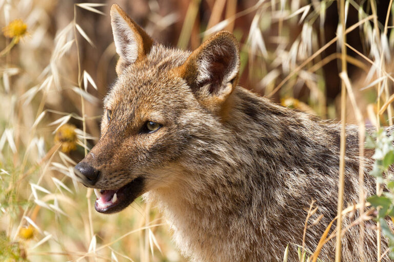 1024px-Golden_jackal_-_portrait