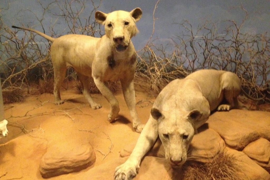 Die "Menschenfresser von Tsavo", ausgestellt im Field Museum of Natural History in Chicago. © Wikimedia