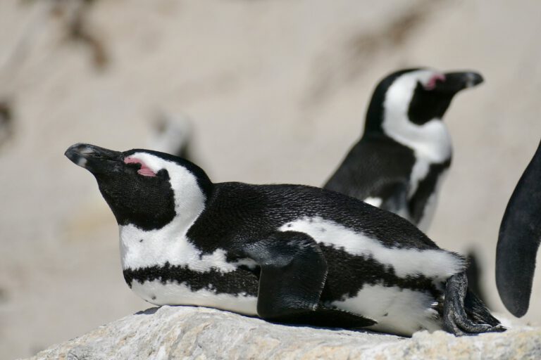 African_Penguin_(Spheniscus_demersus)_sleeping_..._(52672938494)