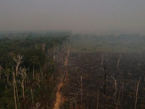 Von Januar bis September 2024 verbrannten in Brasilien 22,38 Millionen Hektar Land. Der Regenwald war besonders stark von den Bränden betroffen. © Wikimedia