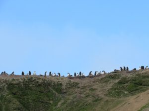 Eselspinguine auf der grünen Ardley Island, Antarktis