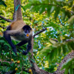 Ein Schwarzhandklammeraffe (Ateles geoffroyi) ernährt sich von den Früchten von Spondias mombin mit einem Ethanolgehalt zwischen 1 Prozent und 2,5 Prozent. Alkoholkonsum ist bei vielen Frucht- und Nektarfressern weit verbreitet. © Nicholas Chapoy via Cell.com