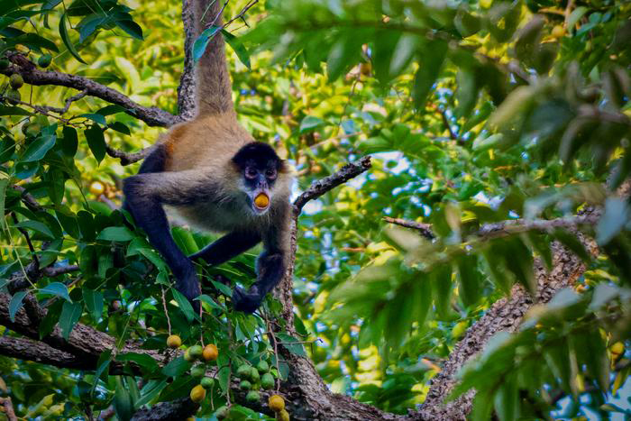 Ein Schwarzhandklammeraffe (Ateles geoffroyi) ernährt sich von den Früchten von Spondias mombin mit einem Ethanolgehalt zwischen 1 Prozent und 2,5 Prozent. Alkoholkonsum ist bei vielen Frucht- und Nektarfressern weit verbreitet. © Nicholas Chapoy via Cell.com