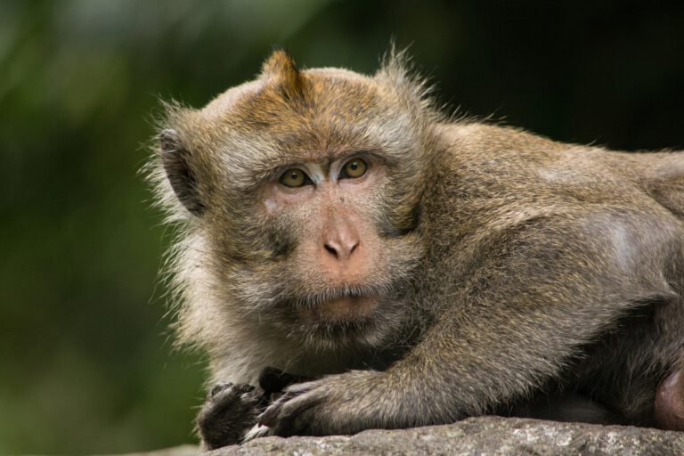 Macaca_fasicularis