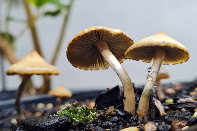 Psilocybe_angulospora_growing_in_potting_mix_in_New_Zealand_01