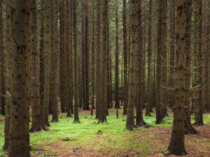 Bestattung von Holz: Effektive CO2-Speicherung durch Vergraben unter sauerstoffarmen Bedingungen.