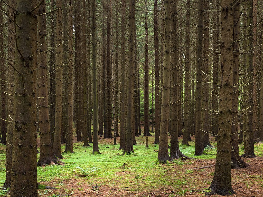 Bestattung von Holz: Effektive CO2-Speicherung durch Vergraben unter sauerstoffarmen Bedingungen.