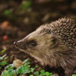 Igel kurz vor dem Aussterben: Was jeder tun kann, um ihn noch zu retten