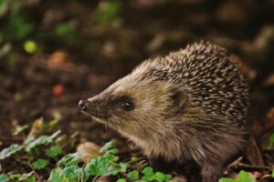 Igel sind in Deutschland kurz vor dem Aussterben. © Pexels