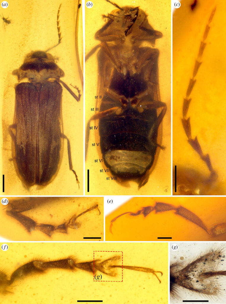 Fossilien wie dieses liefern wertvolle Informationen über die Entwicklung der biolumineszenten Käfer.