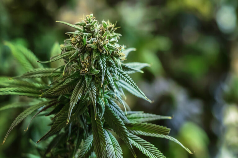 cannabis tree with sunshine background