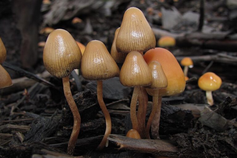 1024px-Psilocybe_pelliculosa_122504
