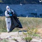 Der Ausbruch der Vogelgrippe an der Küste Washingtons traf Raubseeschwalben schwer und übertrug sich erstmals auf Robben.