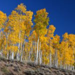 Pando, der Klonwald aus 47.000 Zitterpappeln in Utah, könnte bis zu 80.000 Jahre alt sein und wiegt rund 6.000 Tonnen.