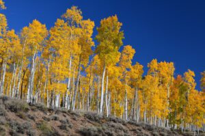 Pando, der Klonwald aus 47.000 Zitterpappeln in Utah, könnte bis zu 80.000 Jahre alt sein und wiegt rund 6.000 Tonnen.