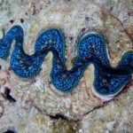 Alle zwölf Riesenmuschelarten, darunter die größte Art Tridacna gigas, sind bedroht und stehen auf der Roten Liste der IUCN.