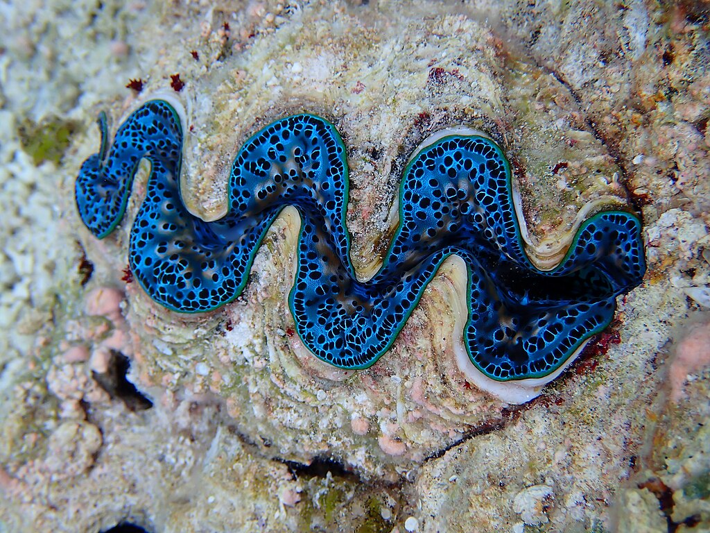 Alle zwölf Riesenmuschelarten, darunter die größte Art Tridacna gigas, sind bedroht und stehen auf der Roten Liste der IUCN.