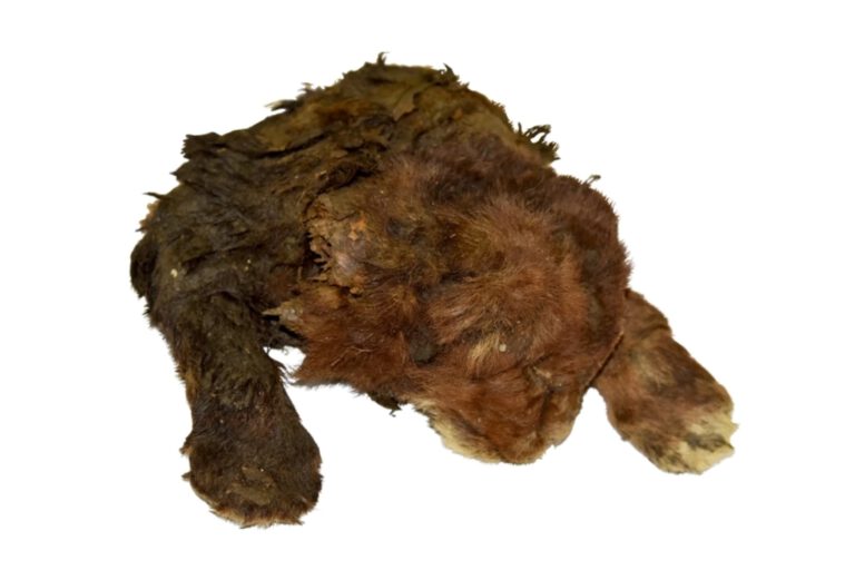 Homotherium Mumie Aufmacher