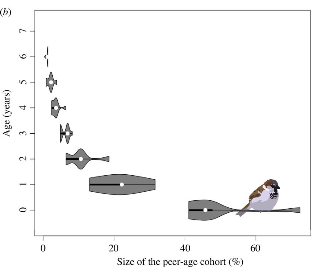 Je älter ein Spatz wird, desto kleiner wird die Gruppe Gleichaltriger. (Quelle: Royal Society Publishing)