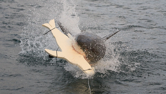 In Mossel Bay testeten Forscher mit Robbenködern ihre neuen Erkenntnisse über das Sehvermögen von Haien.