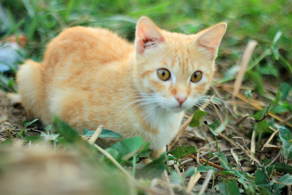 1920-orange-cat-close-up