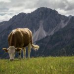 Rinder müssen wegen sinkender Nährstoffdichte in Pflanzen mehr fressen, um ihren Bedarf zu decken.