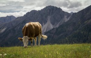 Rinder müssen wegen sinkender Nährstoffdichte in Pflanzen mehr fressen, um ihren Bedarf zu decken.