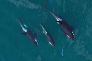 Orcas verblüffen Forscher immer wieder mit ihrer Intelligenz: Nun hat eine Gruppe vielleicht sogar ein Gespür für Mode entwickelt. © Wikimedia