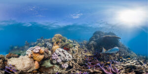 Das Great Barrier Reef gilt als das größte lebende Korallenriff der Welt. Forscher der Uni Kiel haben erstmals präzise das Temperaturfenster identifiziert, das die Entstehung dieses bedeutenden Ökosystems ermöglichte. © Unterwater Earth, Christophe Bailhache