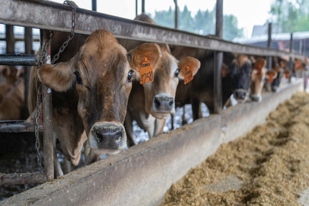 Die Landwirtschaft steht vor einem Energieproblem: Fossile Brennstoffe machen Tierhaltung zur Klimafalle. © Pexels