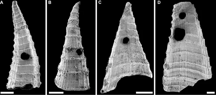 Schalen von Lapworthella fasciculata aus der Mernmerna-Formation, Flinders Ranges, Südaustralien, mit Löchern durch Räuberangriffe (Maßstab: 200 µm). © R. Bicknell, et al (2025) Current Biology