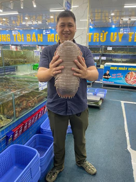 Dr. Nguyen Thanh Son präsentiert ein beeindruckendes Exemplar der Riesenasselart Bathynomus jamesi, 2,62 kg schwer, gefunden auf einem Meeresfrüchtemarkt in Hanoi, Oktober 2024. © Peter Ng