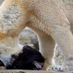 Ein Eisbär frisst den Kopf eines Wisents aus einer Zuchtgruppe, die auch für die Wiederansiedelung von Wisenten genutzt wird. © Timo Deible, Zoo Karlsruhe via Universität Zürich