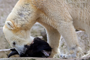 Ein Eisbär frisst den Kopf eines Wisents aus einer Zuchtgruppe, die auch für die Wiederansiedelung von Wisenten genutzt wird. © Timo Deible, Zoo Karlsruhe via Universität Zürich