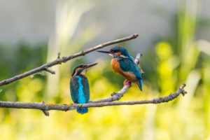 Vögel Polygamie