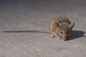 Wärmere Winter, mehr Ratten: Der Klimawandel begünstigt ihr Wachstum, Städte kämpfen vergeblich – und die Menschen leiden unter ihrer bloßen Anwesenheit.