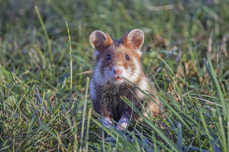 Der europäische Feldhamster steht kurz vor dem Aussterben. © Wikimedia