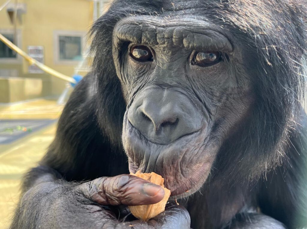 Bonobos bemerken, wenn Menschen etwas nicht wissen, und helfen gezielt