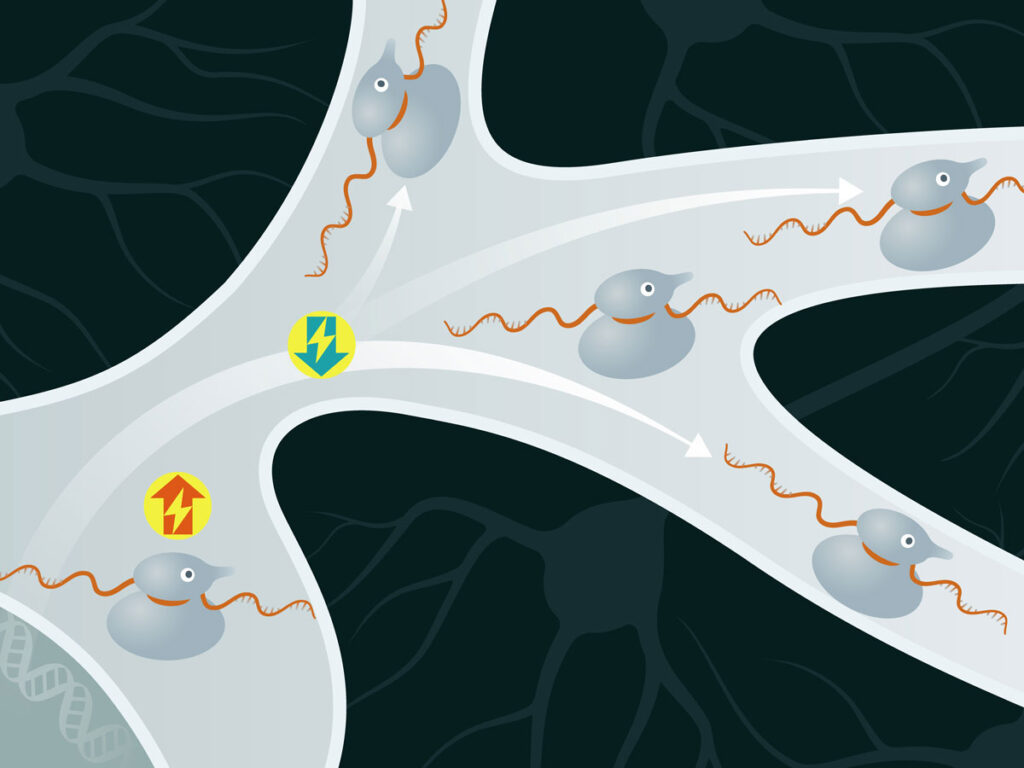 Neuronen können Energie sparen, wenn sie manche Proteine direkt in ihren Dendriten (rechts im Bild) produzieren (blauer Pfeil nach unten). Wenn die mRNA dagegen im Zellkörper (links) bleibt und dort die Proteine bildet, würde mehr Energie benötigt, um alle Synapsen mit Proteinen zu versorgen (roter Pfeil nach oben). © Illustration by Julia Kuhl (via UKB)