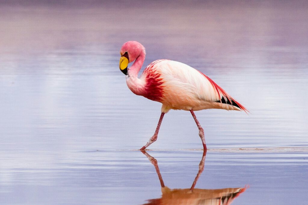 Sollte der Abbau von Lithium am Salar de Uyuni in Bolivien im großen Stil beginnen, könnte dies den dort lebenden Flamingos einen schweren Schlag versetzen. © Unsplash