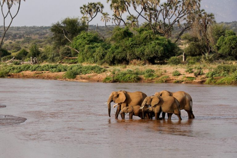 Wie Elefanten auf ihren Reisen möglichst viel Energie sparen