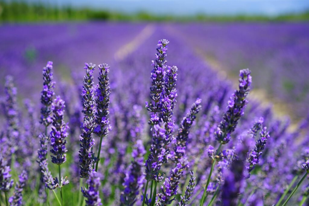 Ein natürlicher Duftstoff aus Lavendel kann Akkus leistungsstärker und langlebiger machen, wie Forscher jetzt herausgefunden haben.